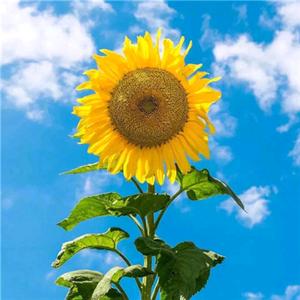 人生陌路彼岸花开头像