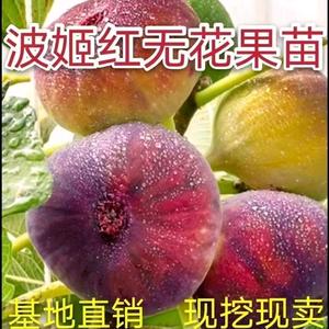 陶齐专营店头像