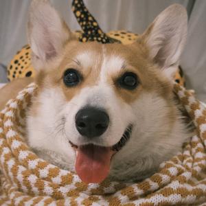 果冻是只小柯基头像