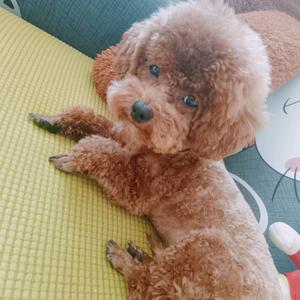 紫梦（｡ò ∀ ó｡）头像