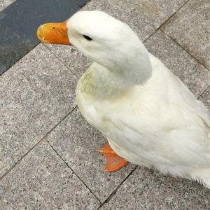 一只小鸭子💛头像