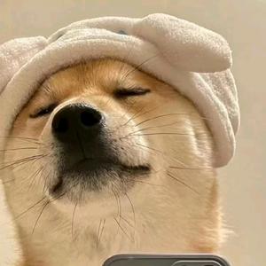 蒲公英的约定ㅤ头像