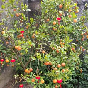 爱拍照（阿花）头像