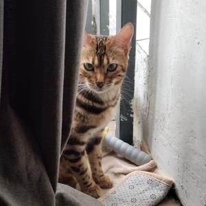 洲长洛大白头像