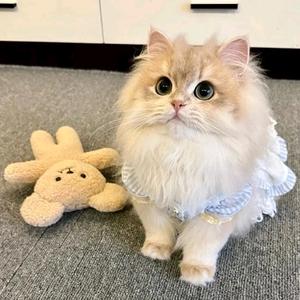 Forrestine Jing头像