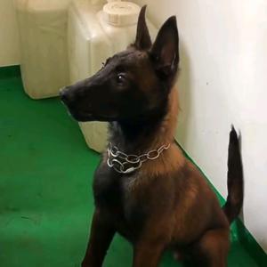 精品马犬，黄红马，需要🐶🐶私信头像