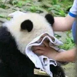 披荆斩棘大队队长。头像