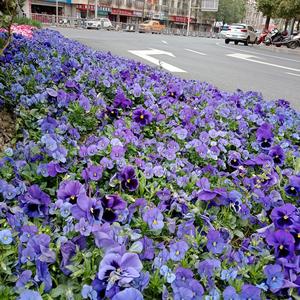 周中中中中中中头像