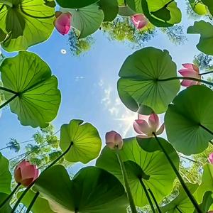 飞翔的邮票头像
