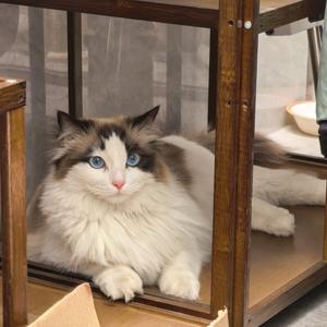 如意每天万事如意🐱头像