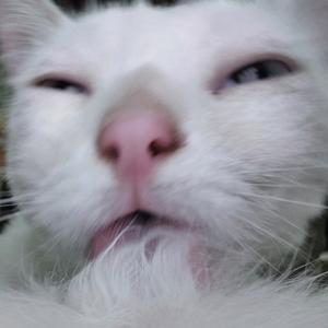 重生之哈基咪爱肯脚趾头头像