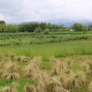 语语爱美食头像