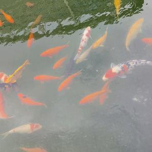 lily💐日常头像