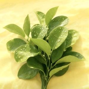 夏夏讲国补头像