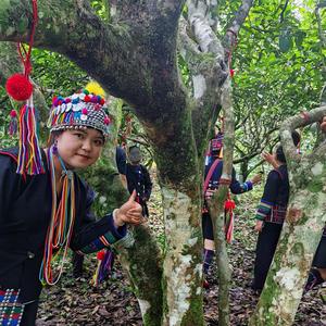 阿晨的茶山头像