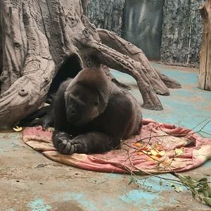 爱思考的猩猩头像