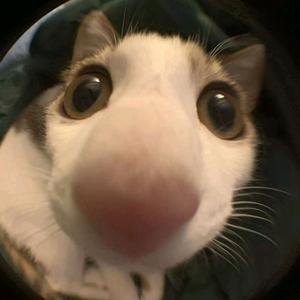 疯狂原始人头像