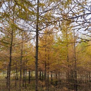 楼房烧柴炉头像