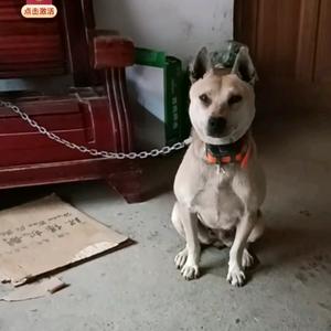 深山养狗人头像