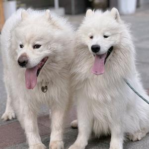 🌈乐乐是只耶耶🌈头像