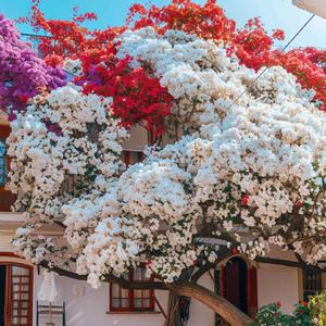 欧阳欣欣百货头像