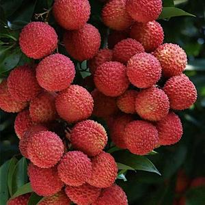 荔枝技术分享18头像