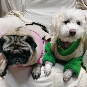 格格和球球两个毛孩子头像