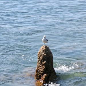 小乔来了！头像