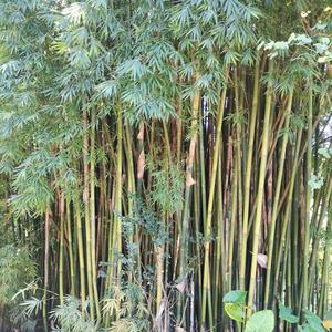 林梅子头像