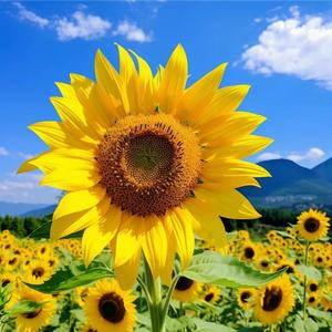 @桃桃杨乐多（大号）头像