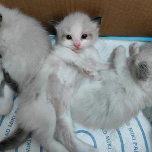 治愈系地毯瞄头像