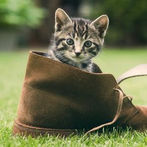 奇趣动物园头像