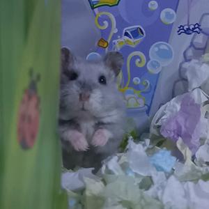 七海流苏酱头像