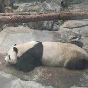 希望得到好运头像