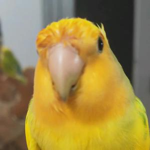 美少女鸭鸭鸭鸭鸭鸭鸭鸭鸭头像