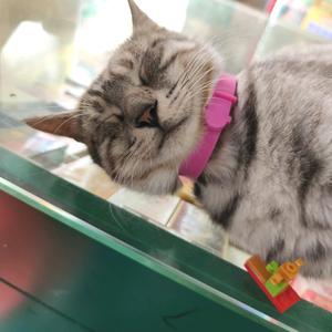 猫咪集合集合头像