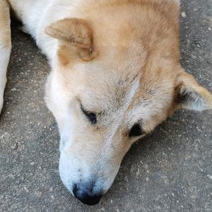 有鱼漫解说 头像