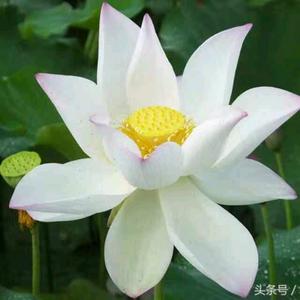 悠然自得爱音乐头像