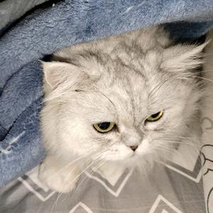 哇达西想睡觉头像