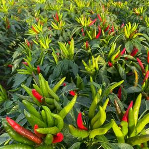 园大头辣椒增产头像