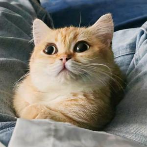 波妞是只猫～头像