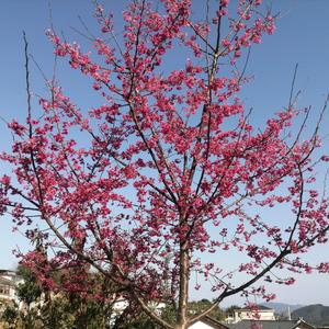 狮子和兔子头像