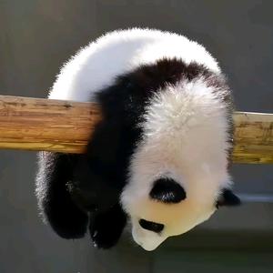 ʚ东方墨宁ɞ头像