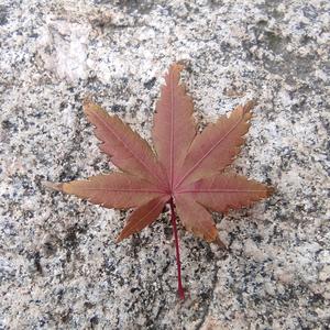 蓝色风沙头像
