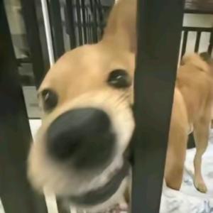 爱吃拨萝包头像