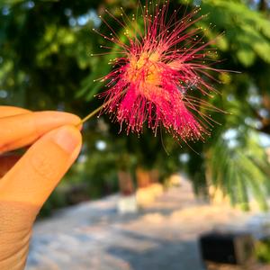 花绒儿(不闲聊）头像