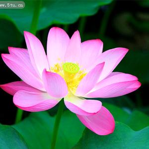 💕心向阳光🌹头像