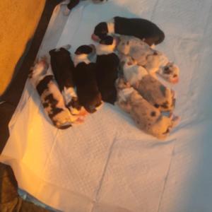 苏沭阳边牧大队头像