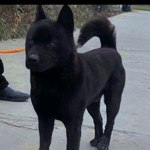 养土猎犬的芳芳头像