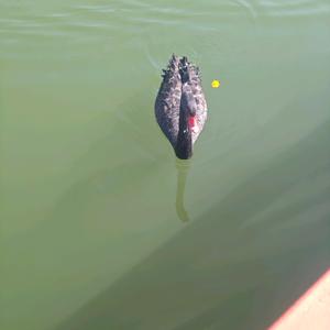 强大的呆呆头像